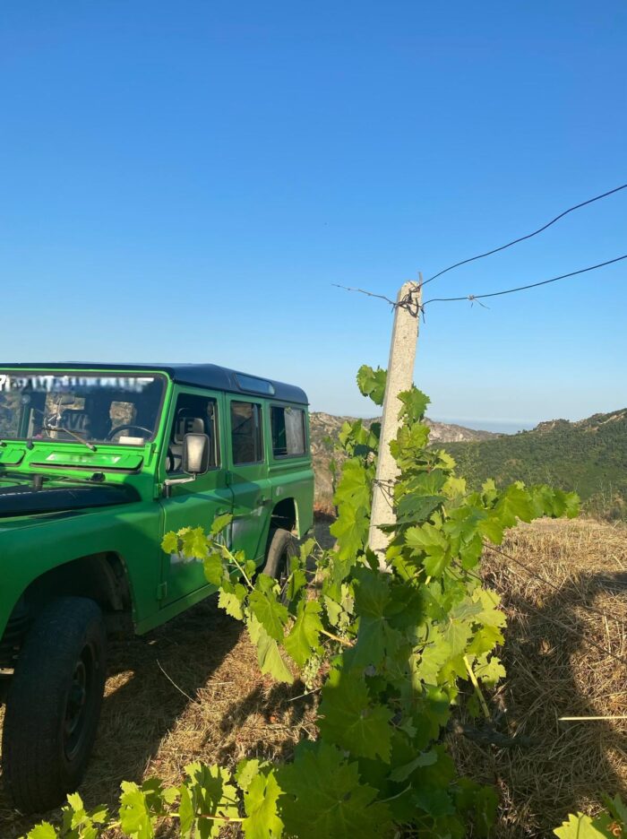 Tour in Vigna con degustazione vini - immagine 3