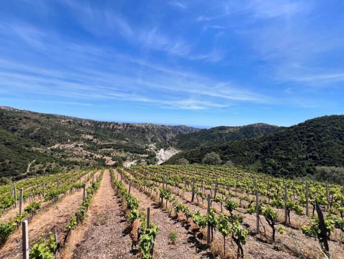 Wine Trekking con degustazione vini - immagine 4